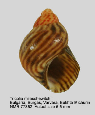Tricolia milaschewitchi (2).jpg - Tricolia milaschewitchi Anistratenko & Starobogatov,1991